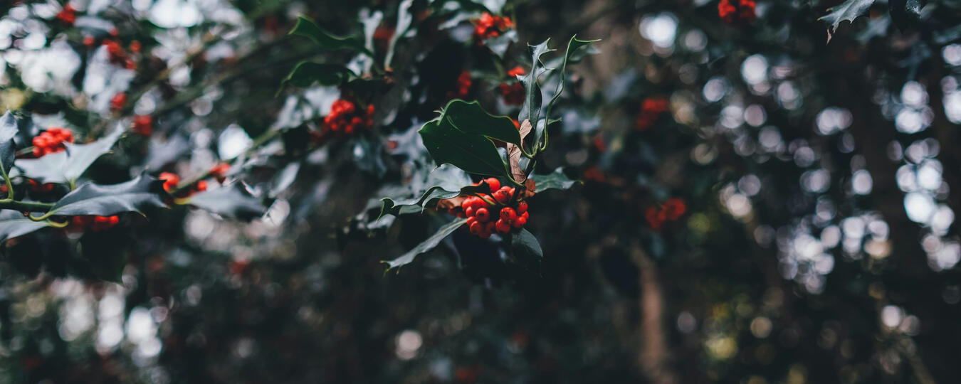 credit upon click/tap